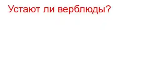 Устают ли верблюды?